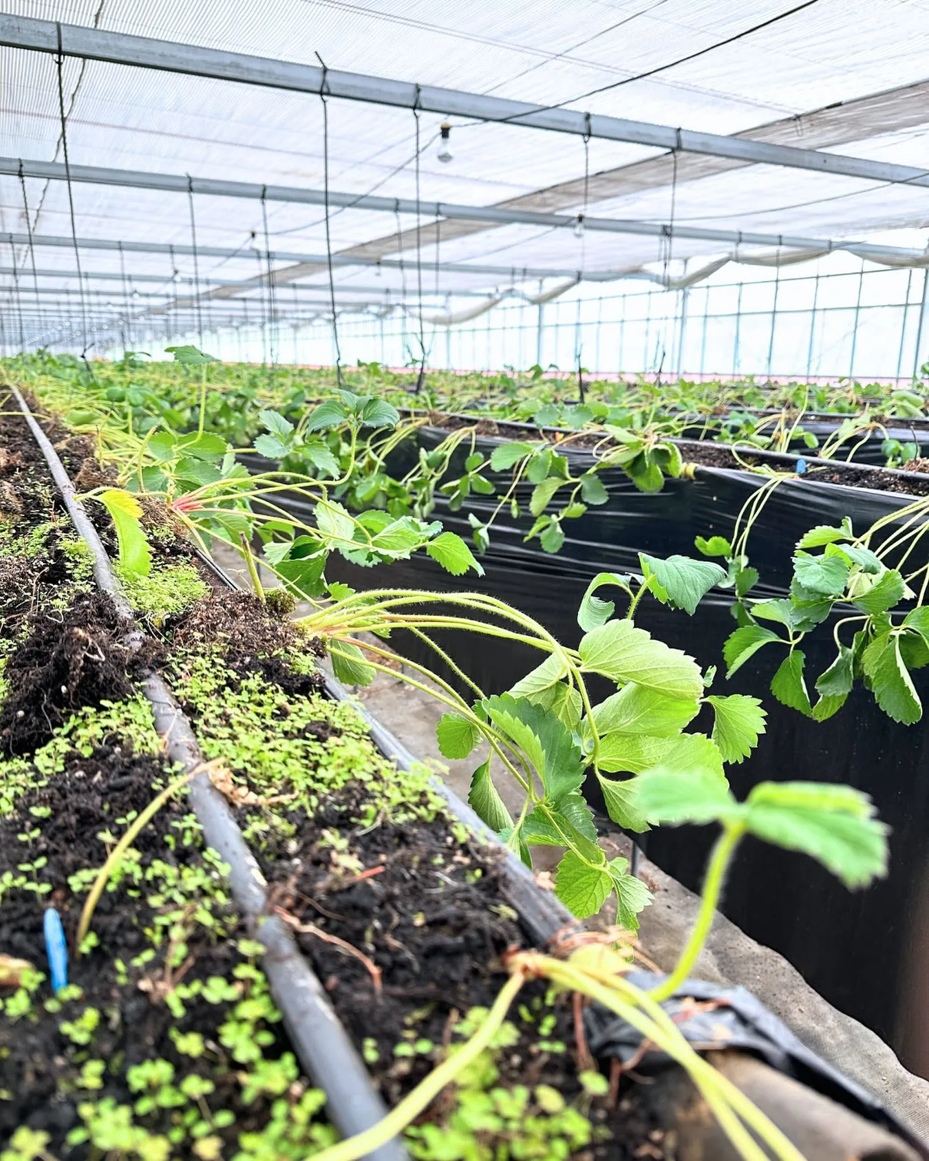 【いちごの様子】