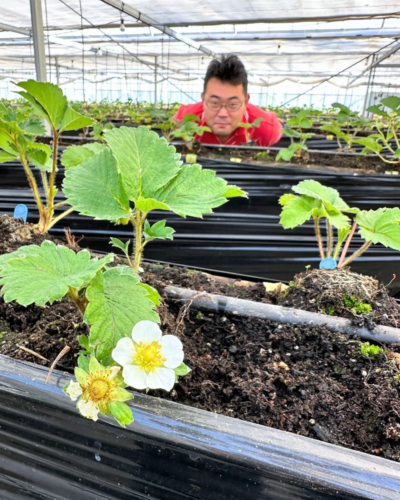 【いちごの様子】