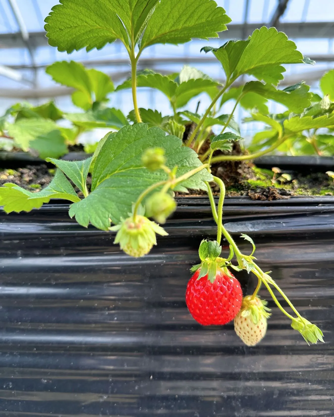 【いちごキロク】