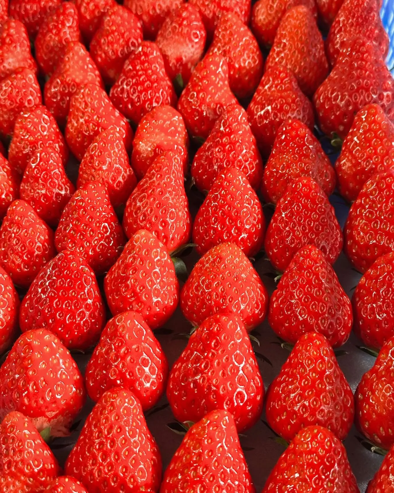 【今日のいちご】