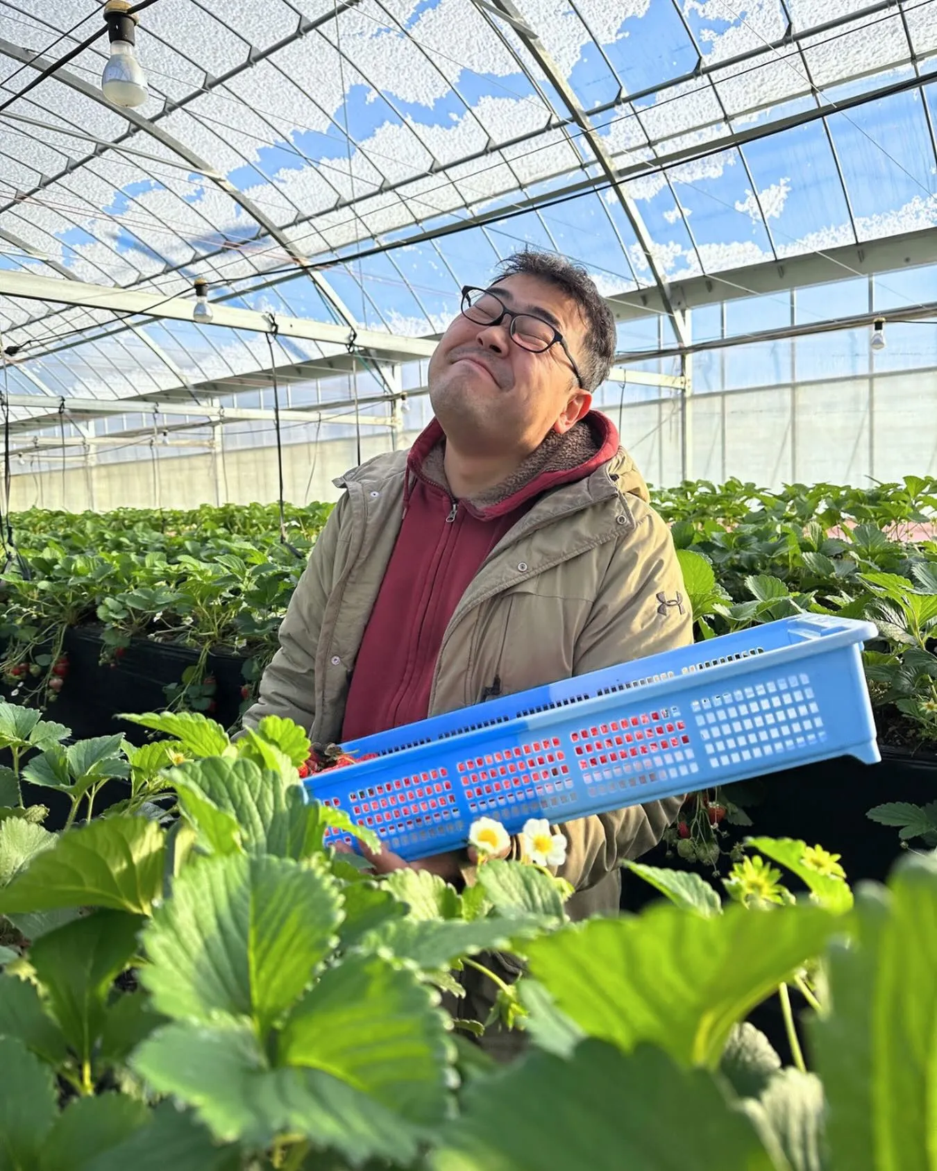 【いちごの花が咲きません】